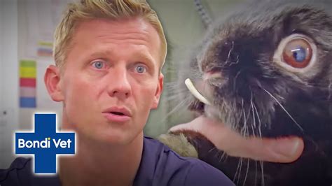 richard miller dvm|dr scott miller bondi vet.